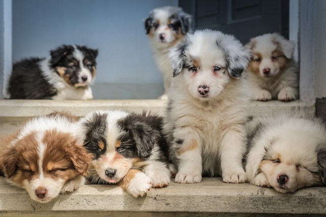 dresser votre chiot