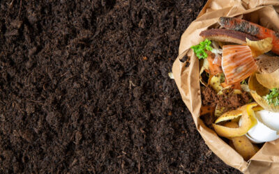 compost pur